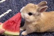 娱乐吃瓜小兔子视频大全,盘点热门视频大全